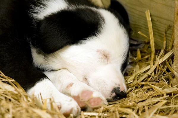 Um filhote de cachorro Border Collie dormindo em uma cama de palha Fotografia De Stock