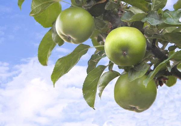 Una rama de árbol con manzanas verdes contra un cielo azul Imagen de archivo