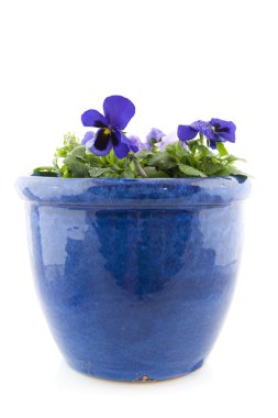 Pansies clipart