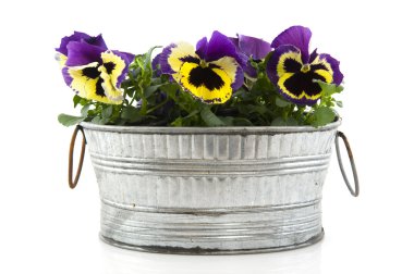 Pansies in zinc bucket clipart