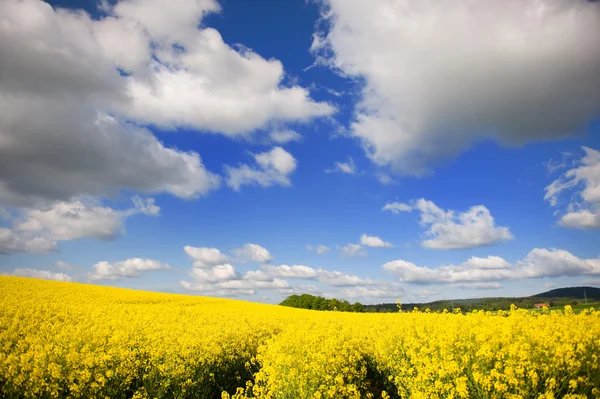 stock image Landscape with cole seed