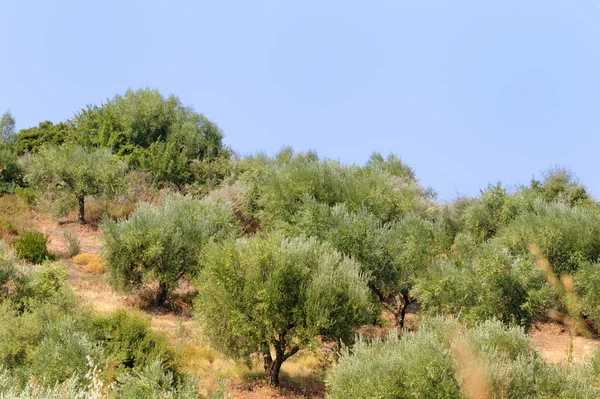 Pomar de oliveira — Fotografia de Stock