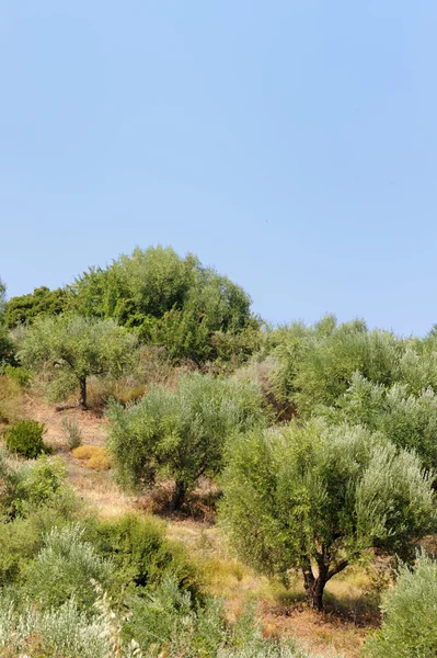 Оливковый сад — стоковое фото