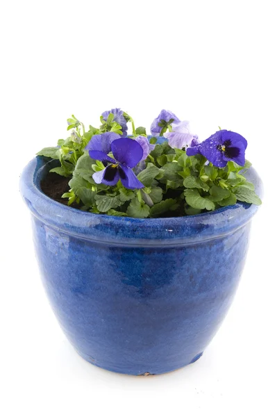 Blue Pansies in pot — Stock Photo, Image