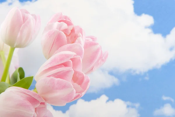 青空にピンクのチューリップ — ストック写真