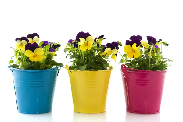 Yellow and purple violets — Stock Photo, Image