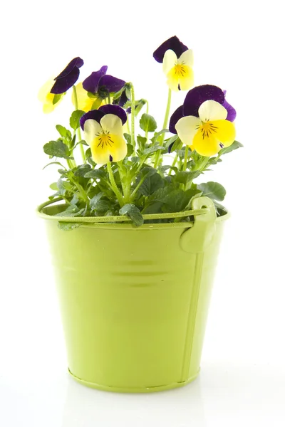 Lila och gula violer — Stockfoto