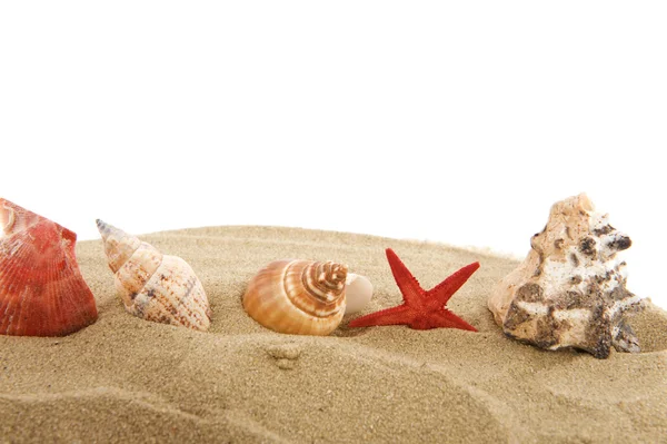 Shells at the beach — Stock Photo, Image