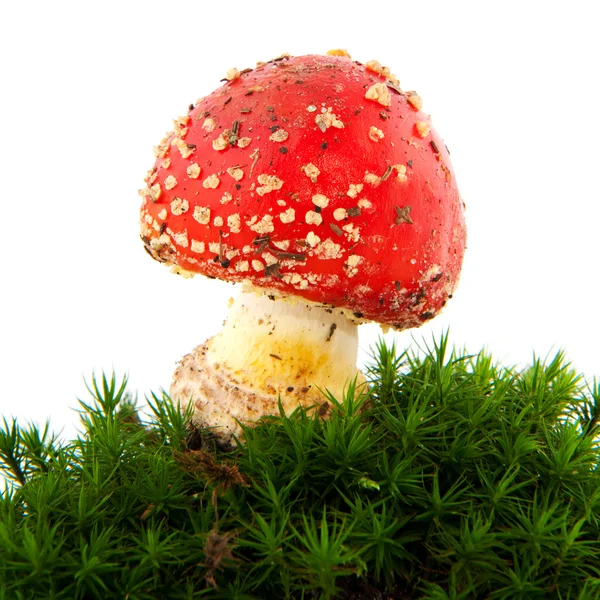 Toadstool in green moss — Stock Photo, Image