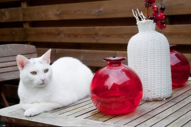 White cat in the garden clipart