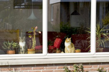 Cats looking outside clipart