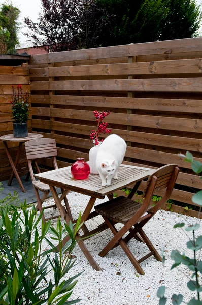 Gato no jardim moderno — Fotografia de Stock