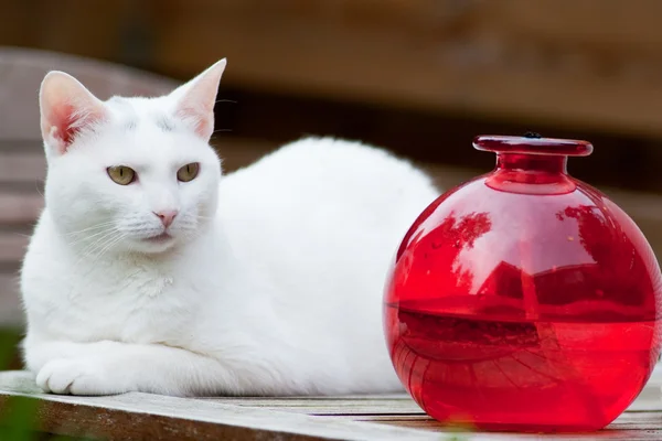 Weiße Katze im Freien — Stockfoto