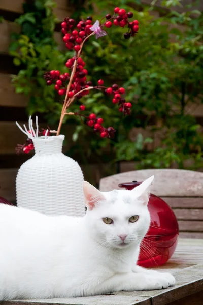 Bílá kočka na zahradě — Stock fotografie
