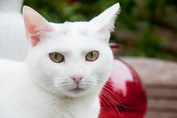Белая кошка на улице — стоковое фото