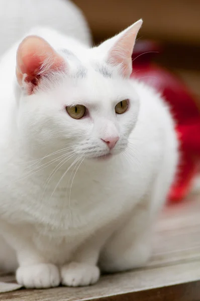 Beyaz bir kedinin portresi — Stok fotoğraf