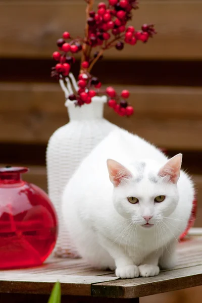 Portrait of a white cat — Stock Photo, Image