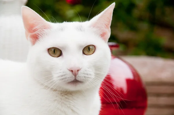 Portræt af en hvid kat - Stock-foto