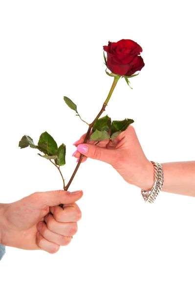 Giving a rose — Stock Photo, Image