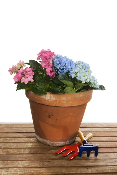 Kertészet a Hortenzia — Stock Fotó