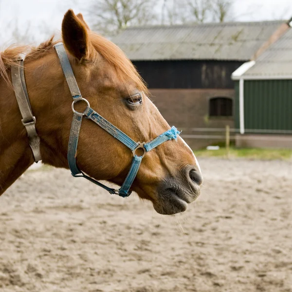 Brown horse with blue halter — Stock Photo, Image