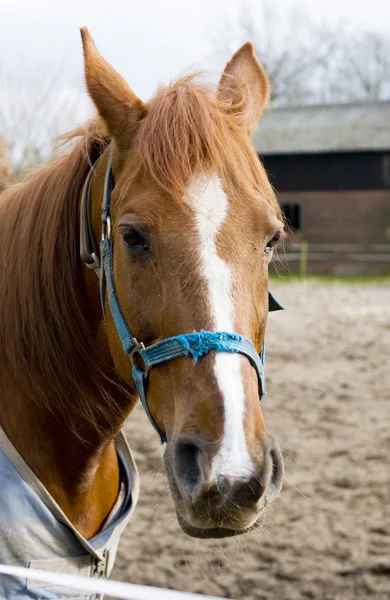 Retrato de un caballo marrón — Foto de Stock