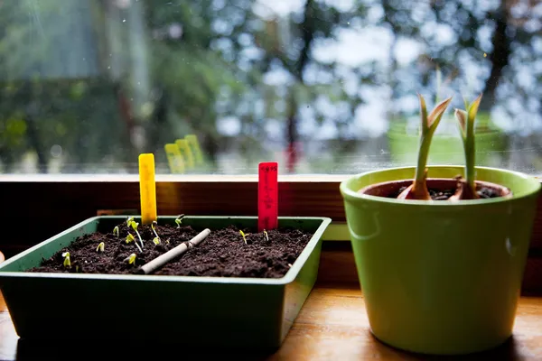 Sowing seeds indoor — Stock Photo, Image