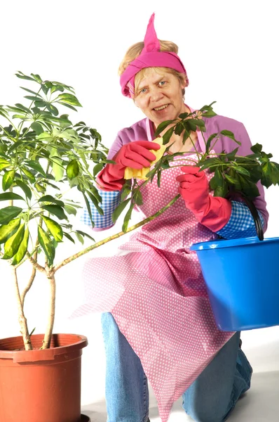 Γυναίκα σπίτι καθαρισμού φυτά — Φωτογραφία Αρχείου