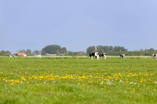 Dutch cows in the meadows — Stock Photo, Image