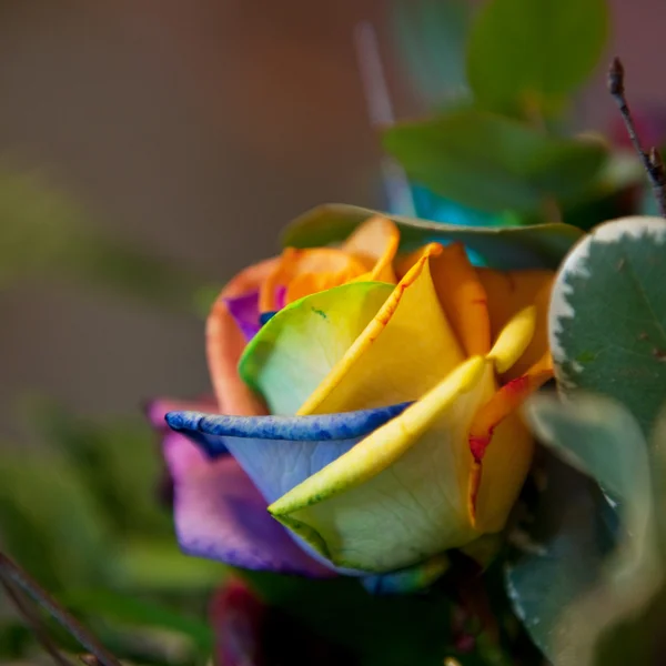 Egzotyczne kolorowe róża — Zdjęcie stockowe