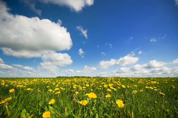 stock image Grass fields with clouds in the sky