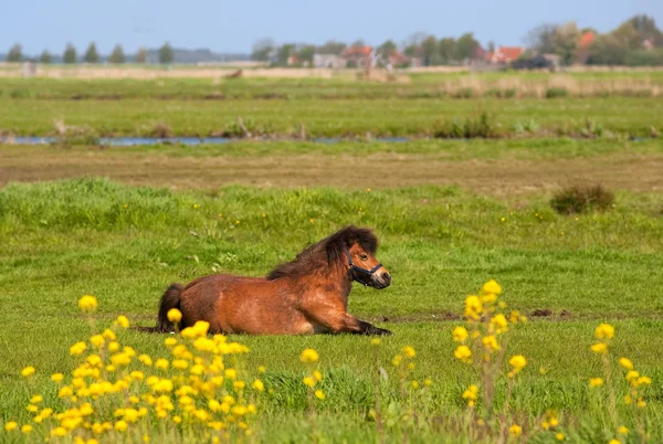 Лошадь на лугах — стоковое фото