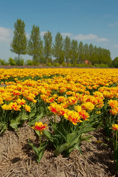 Krajina s tulipány — Stock fotografie