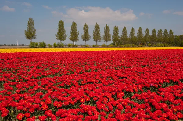 Paysage avec tulipes rouges et jaunes — Photo