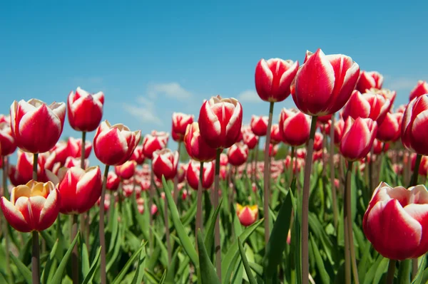 Многоцветные тюльпаны — стоковое фото