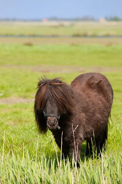 Pony marrón —  Fotos de Stock