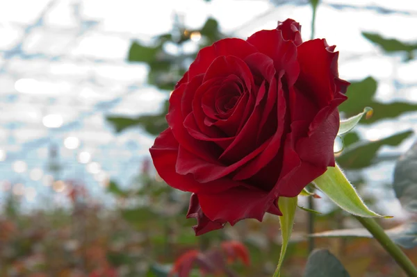 Θερμοκήπιο με τριαντάφυλλα — Φωτογραφία Αρχείου