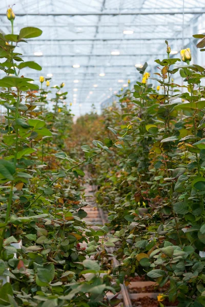 Greenhouse with roses — Stock Photo, Image
