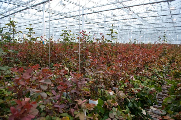 Invernadero con rosas — Foto de Stock