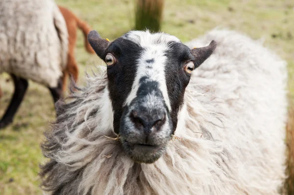 Bir koyun başkanı — Stok fotoğraf
