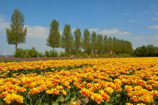 Tulipanes holandeses — Foto de Stock