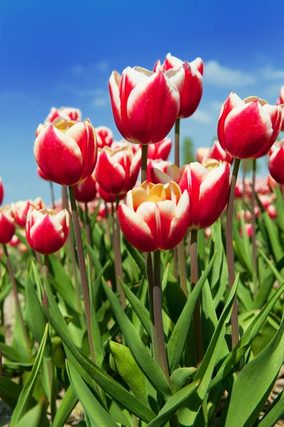 Vermelho ans tulipas brancas — Fotografia de Stock