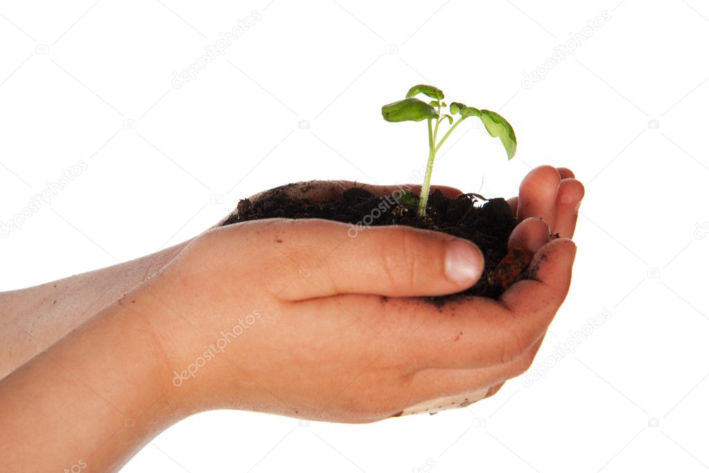 Child hands with little plant