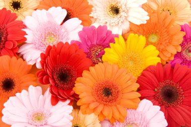 Flowers clipart