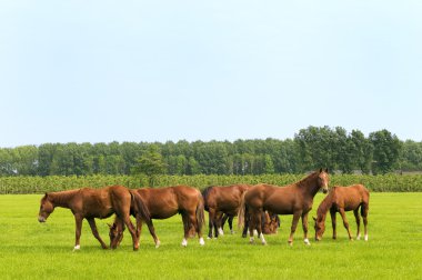 Horses in green meadows clipart