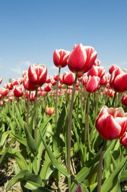 Dutch tulips clipart