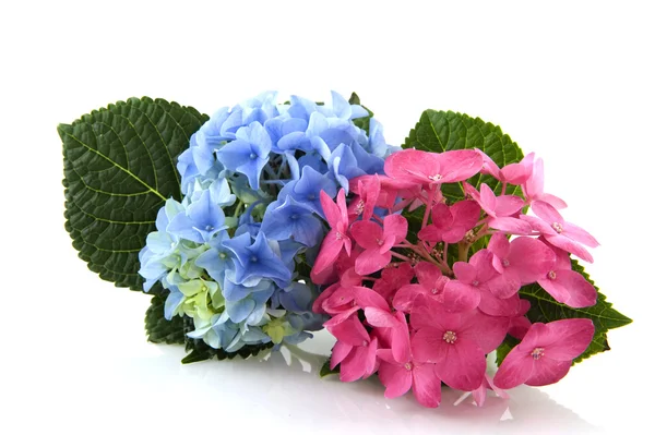 Modré a růžové hortenzie — Stock fotografie