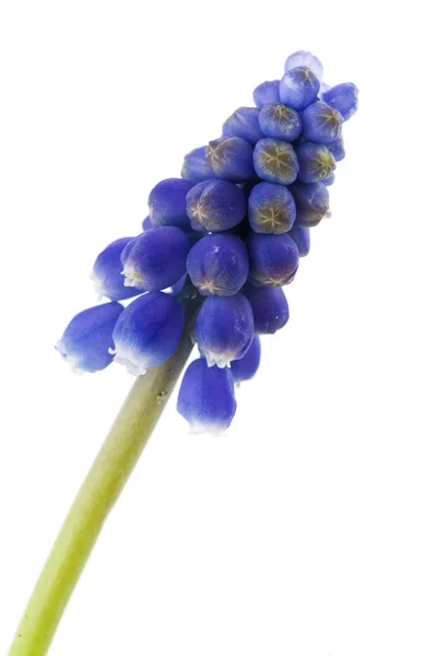 Blauwe druif hyacint — Stockfoto