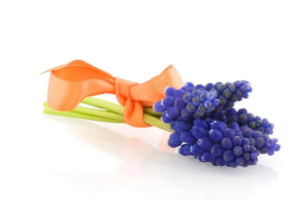 Giacinti di uva blu — Foto Stock
