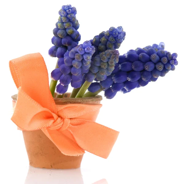 Blauwe druif hyacinten — Stockfoto